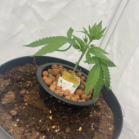 Triple Cheese #3 growlog timeline photo