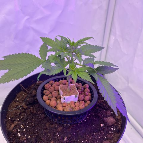 Triple Cheese #3 growlog timeline photo