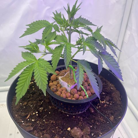 Triple Cheese #3 growlog timeline photo