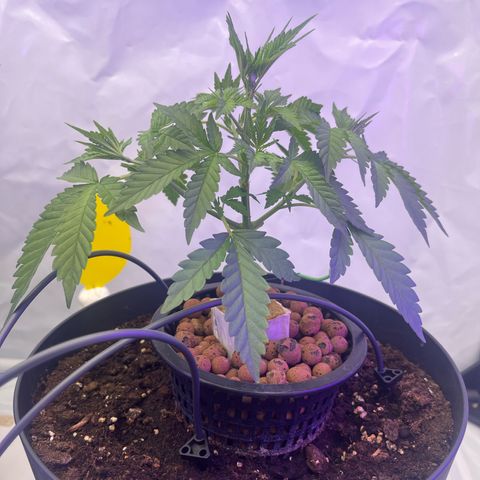 Triple Cheese #3 growlog timeline photo