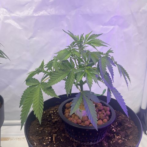 Triple Cheese #3 growlog timeline photo