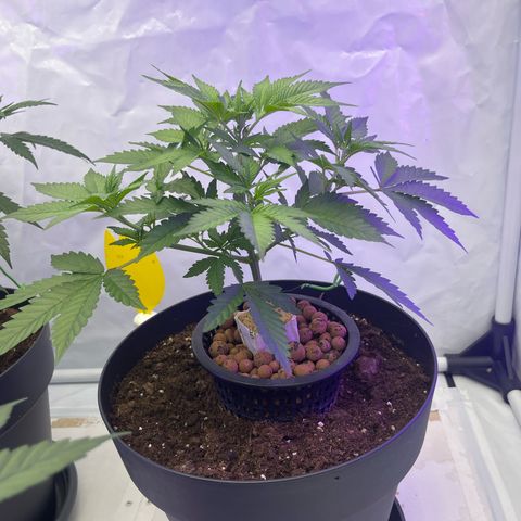 Triple Cheese #3 growlog timeline photo
