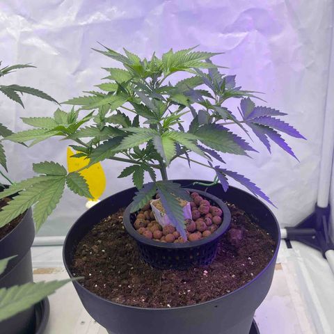 Triple Cheese #3 growlog timeline photo