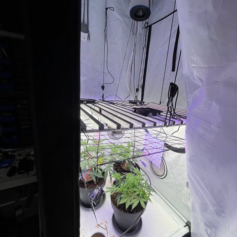 Triple Cheese #3 growlog photo: Installed the blumat System Today. #2 is streching the Most at the Moment 