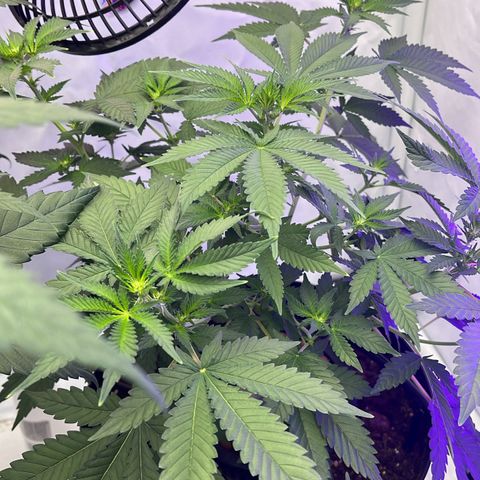 Triple Cheese #3 growlog timeline photo