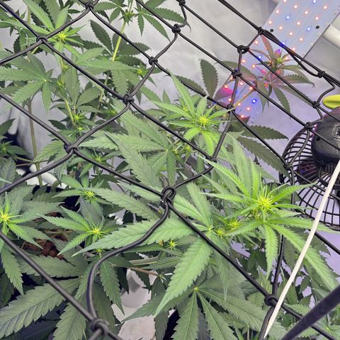 Triple Cheese #3 growlog timeline photo