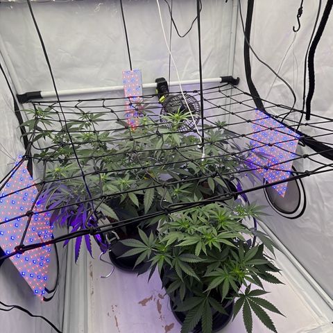 Triple Cheese #3 growlog timeline photo