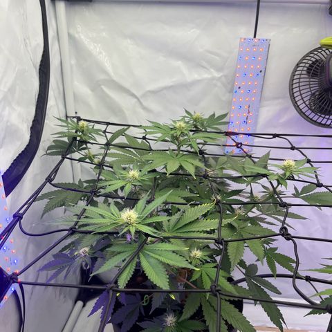 Triple Cheese #3 growlog photo: No male signs, still way to go 