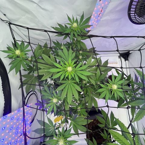 Triple Cheese #3 growlog photo: No male signs, still way to go 