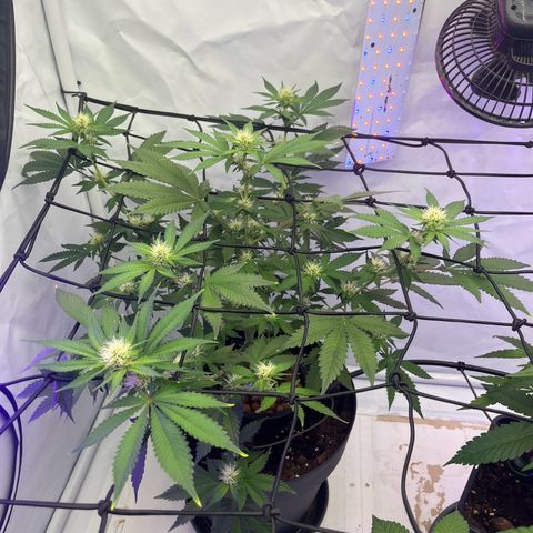 Triple Cheese #3 growlog photo: Did some trimming