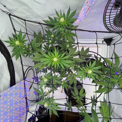 Triple Cheese #3 growlog photo: Did some trimming