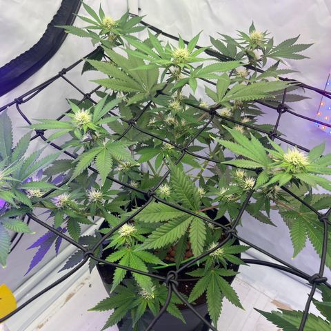 Triple Cheese #3 growlog timeline photo