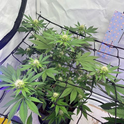 Triple Cheese #3 growlog timeline photo
