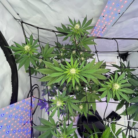 Triple Cheese #3 growlog timeline photo