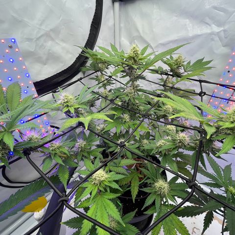 Triple Cheese #3 growlog timeline photo