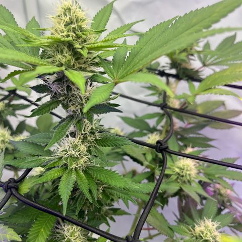 Triple Cheese #3 growlog timeline photo