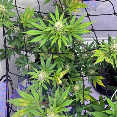Triple Cheese #3 growlog timeline photo