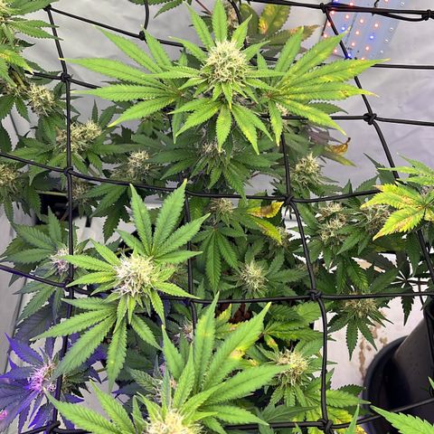 Triple Cheese #3 growlog timeline photo