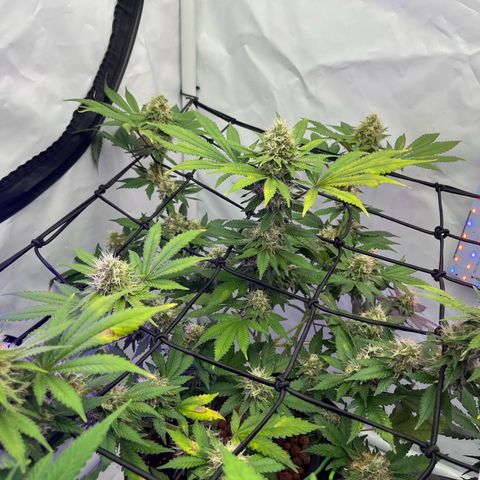 Triple Cheese #3 growlog timeline photo
