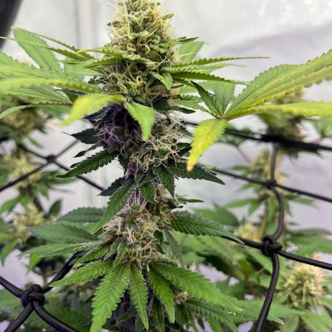 Triple Cheese #3 growlog timeline photo