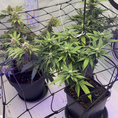 Triple Cheese #3 growlog photo: All looking good! Triple cheese is fatting up. 