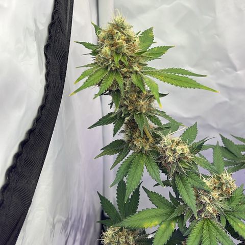 Triple Cheese #3 growlog timeline photo