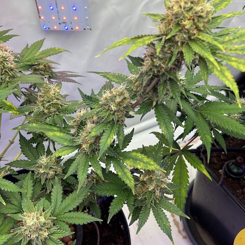 Triple Cheese #3 growlog timeline photo