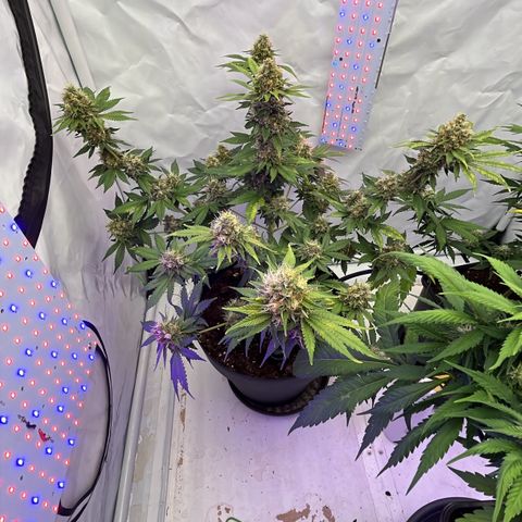 Triple Cheese #3 growlog timeline photo