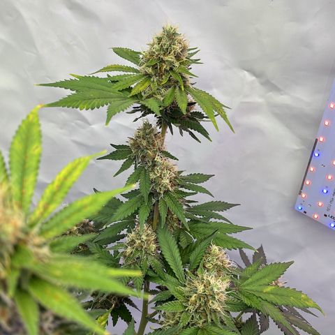 Triple Cheese #3 growlog timeline photo