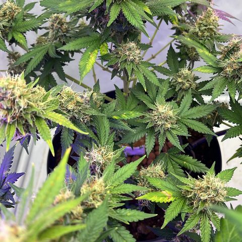 Triple Cheese #3 growlog timeline photo