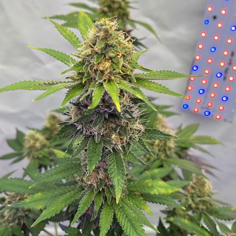 Triple Cheese #3 growlog timeline photo