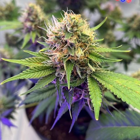 Triple Cheese #3 growlog timeline photo