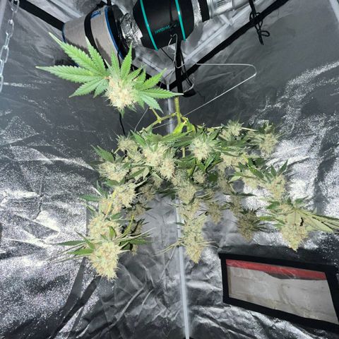 Triple Cheese #3 growlog photo: Harvested Today. Had about 50/50 amber/cloudy terps. 