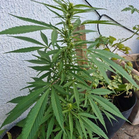 Maria José (prenseed) growlog timeline photo