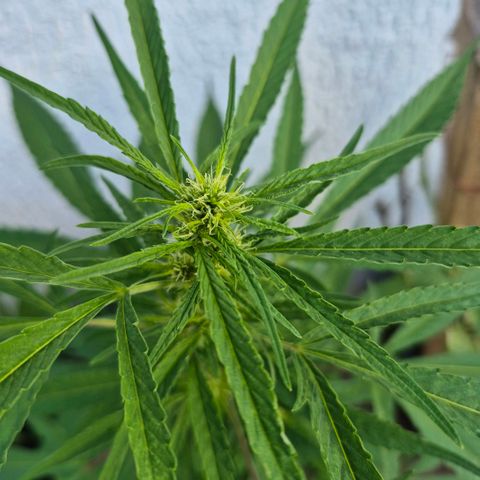 Maria José (prenseed) growlog timeline photo