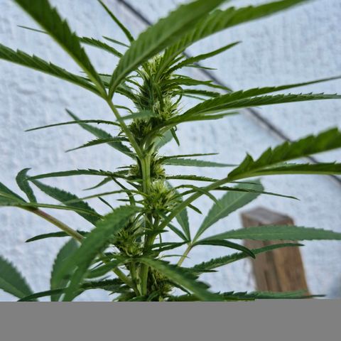 Maria José (prenseed) growlog timeline photo