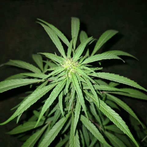 Maria José (prenseed) growlog timeline photo