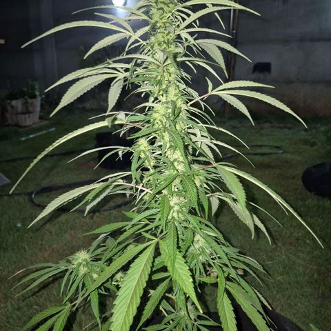 Maria José (prenseed) growlog timeline photo