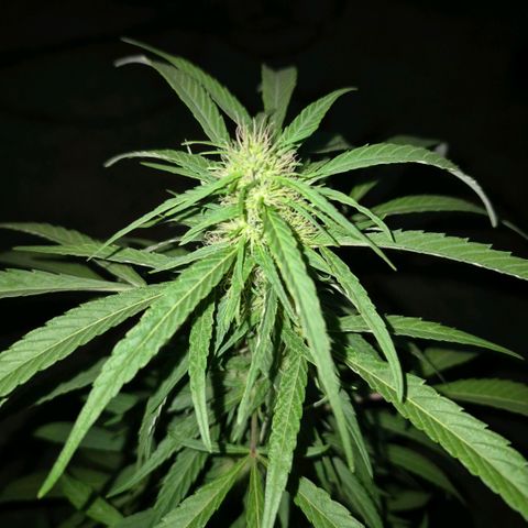 Maria José (prenseed) growlog timeline photo
