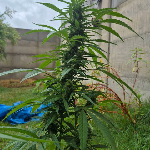 Maria José (prenseed) growlog timeline photo