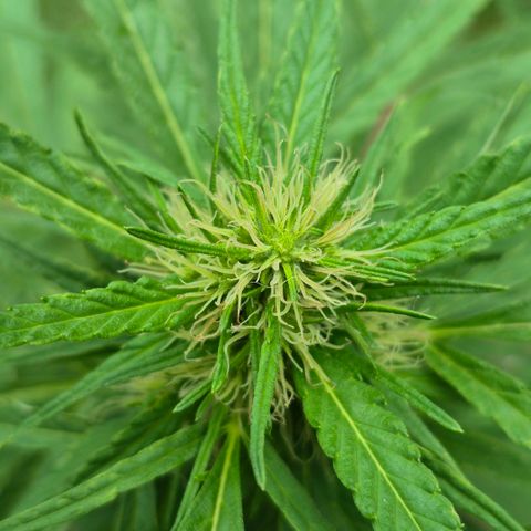 Maria José (prenseed) growlog timeline photo