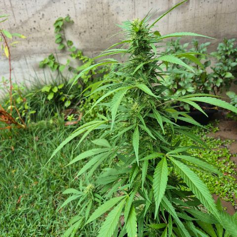 Maria José (prenseed) growlog timeline photo