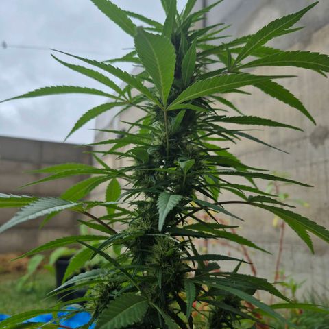 Maria José (prenseed) growlog timeline photo