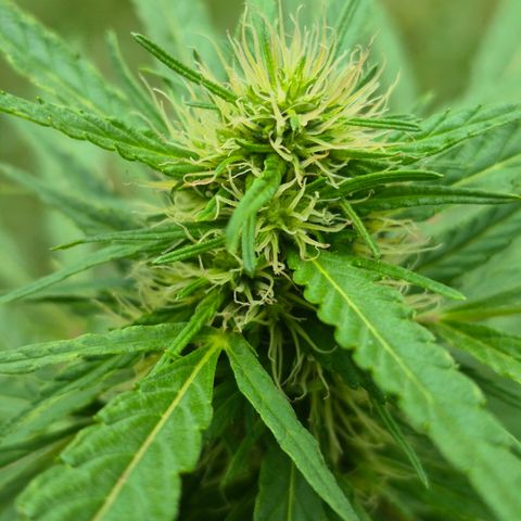 Maria José (prenseed) growlog timeline photo