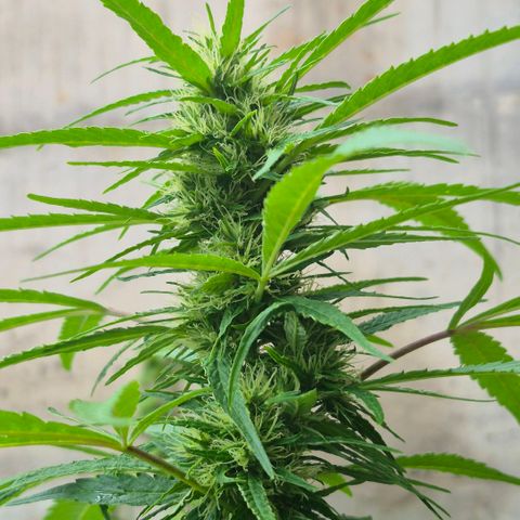 Maria José (prenseed) growlog timeline photo