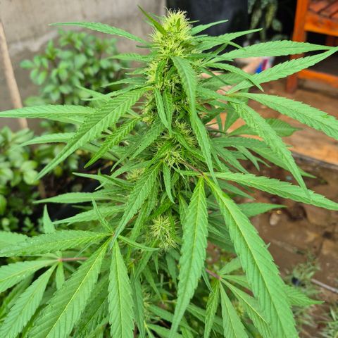 Maria José (prenseed) growlog timeline photo