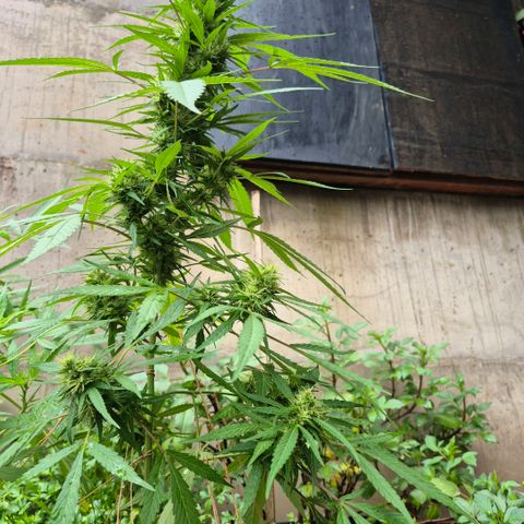 Maria José (prenseed) growlog timeline photo