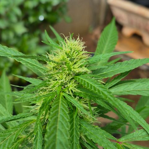 Maria José (prenseed) growlog timeline photo
