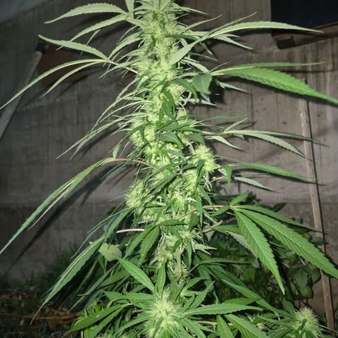 Maria José (prenseed) growlog timeline photo