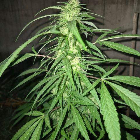 Maria José (prenseed) growlog timeline photo